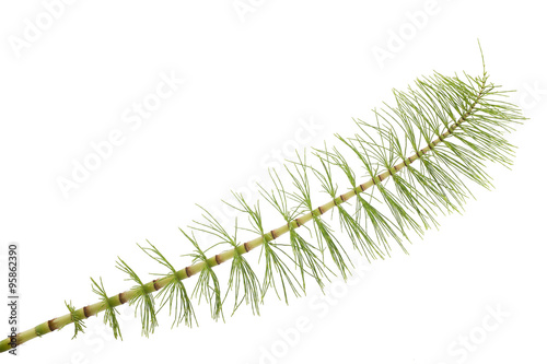 Horsetail_Mama