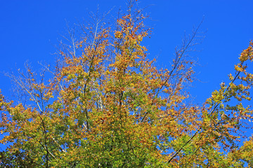 Poster - Tree in Autumn