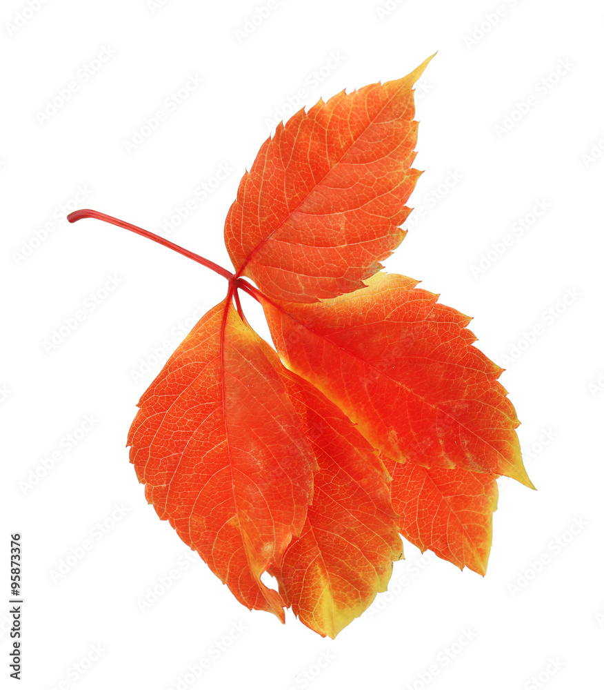 Beautiful autumn leaf, isolated on white