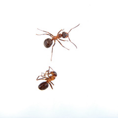 Wall Mural - Two ants on a white background