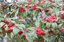 Red Berry Tree, Cotoneaster Cornubia