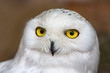 Snowy owl in Antwerp Zoo, Belgium