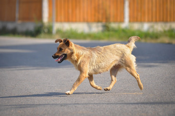 Dog walking down the street