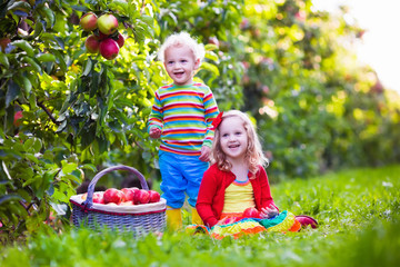 Kids picking fresh apples from tree in a fruit orchard