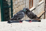 Fototapeta Maki - Zakochane gołębie