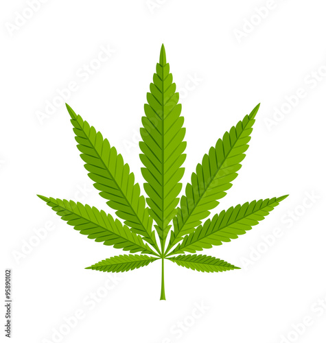 Marijuana hemp leaf on white background