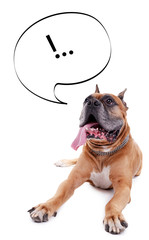 Wall Mural - Dog with empty cloud bubble above her head, isolated on white