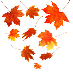 autumn maple leaves falling down, isolated on white