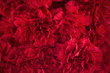 Bouquet of red flowers carnation for use as nature background.