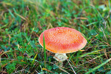 Fototapete - Toadstool growing in the forest