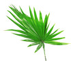 Palm  leaf (Livistona Rotundifolia palm), isolated on white