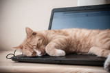 Fototapeta Zwierzęta - Sen kota na laptopie