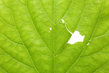 Texture Of Torn Green Leaf