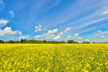 Wall Mural - Rape field