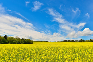 Wall Mural - Rape field