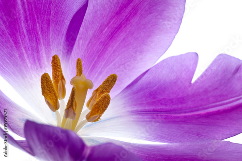 Naklejka dekoracyjna purple tulip isolated