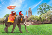 Elephant For Tourists In Ayutthaya, Thailand.