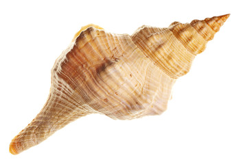 Wall Mural - seashell isolated on white background