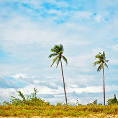 Wall Mural - Two Green Palms