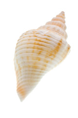 Wall Mural - Seashell isolated on white background