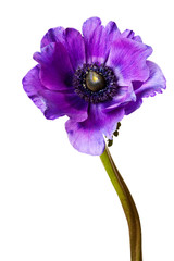 Black and Purple Anemone Isolated on a White Background