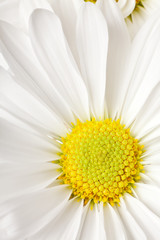 Canvas Print - white daisy