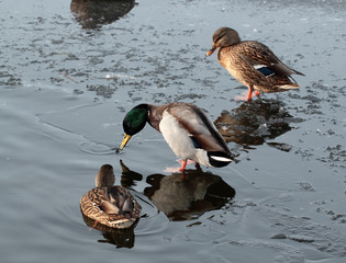 Wild ducks on the ice