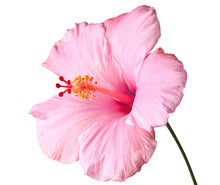 Pink Hibiscus Isolated