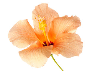 Canvas Print - Hibiscus Blossom isolated on a white background