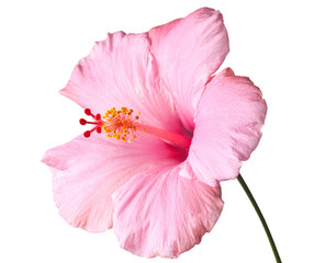 Sticker - Pink hibiscus isolated