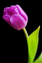 Purple Tulip Isolated