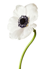 Sticker - Black and White Anemone Isolated on a White Background