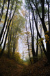 Autumn misty forest road covered with rusty leaves 01