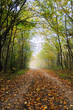 Autumn misty forest road covered with rusty leaves 04