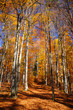 Forest full of fall colors leaves trees brassy 1