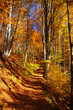 Forest full of fall colors leaves trees brassy 2