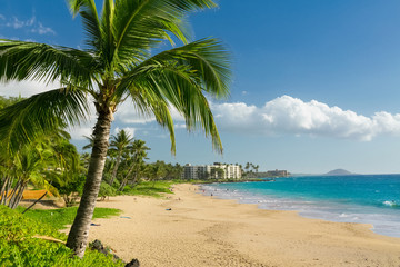 Wall Mural - Tropical beach with palm trees