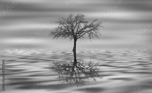 Fototapeta na wymiar Albero riflesso nell'acqua