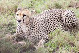Fototapeta Sawanna - Cheetah eating its meal in Serengeti National park, Tanzania, Africa
