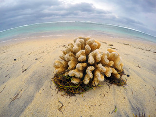 Wall Mural - Dead corals on the beach. Devastated coast on Reunion Island in Indian Ocean.