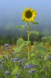 Sonnenblume im Phacelia-Feld