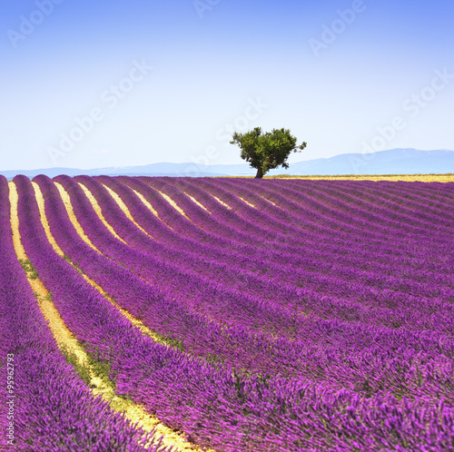 Plakat na zamówienie Lavender and lonely tree uphill. Provence, France