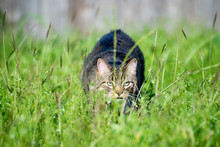 Stalking Cat