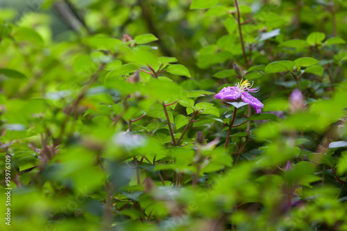 Purple color with yellow pollen