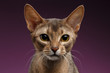 Close up Portrait of beautiful abyssinian Cat on purple background
