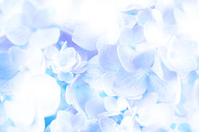 Sweet Soft  Blue Hydrangea Flowers On Background