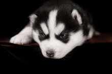 Little Puppy Siberian Husky, Close-up Portrait