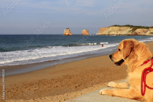 Chien Regardant La Plage De Hendaye Buy This Stock Photo