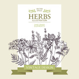 Vector design with hand drawn herbs. Decorative background with vintage medicinal herbs sketch