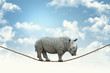 rhino on rope